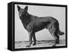 German Shepherd Beowulf-null-Framed Stretched Canvas