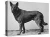 German Shepherd Beowulf-null-Stretched Canvas