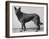 German Shepherd Beowulf-null-Framed Photographic Print