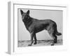 German Shepherd Beowulf-null-Framed Photographic Print