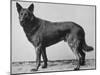 German Shepherd Beowulf-null-Mounted Photographic Print