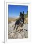 German Shepherd, Coachella Valley, California-Zandria Muench Beraldo-Framed Photographic Print