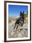 German Shepherd, Coachella Valley, California-Zandria Muench Beraldo-Framed Photographic Print