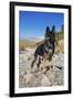 German Shepherd, Coachella Valley, California-Zandria Muench Beraldo-Framed Photographic Print