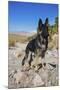 German Shepherd, Coachella Valley, California-Zandria Muench Beraldo-Mounted Photographic Print