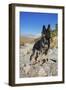 German Shepherd, Coachella Valley, California-Zandria Muench Beraldo-Framed Photographic Print