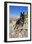 German Shepherd, Coachella Valley, California-Zandria Muench Beraldo-Framed Photographic Print