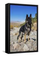 German Shepherd, Coachella Valley, California-Zandria Muench Beraldo-Framed Stretched Canvas