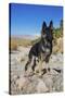 German Shepherd, Coachella Valley, California-Zandria Muench Beraldo-Stretched Canvas