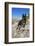 German Shepherd, Coachella Valley, California-Zandria Muench Beraldo-Framed Photographic Print