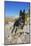 German Shepherd, Coachella Valley, California-Zandria Muench Beraldo-Mounted Photographic Print