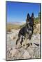 German Shepherd, Coachella Valley, California-Zandria Muench Beraldo-Mounted Photographic Print