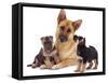 German Shepherd Dog Alsatian Bitch Lying with Her Two Puppies-Jane Burton-Framed Stretched Canvas