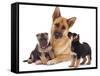 German Shepherd Dog Alsatian Bitch Lying with Her Two Puppies-Jane Burton-Framed Stretched Canvas