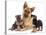 German Shepherd Dog Alsatian Bitch Lying with Her Two Puppies-Jane Burton-Stretched Canvas