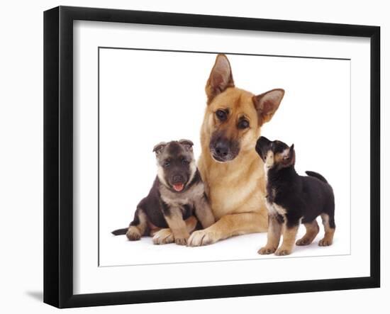 German Shepherd Dog Alsatian Bitch Lying with Her Two Puppies-Jane Burton-Framed Premium Photographic Print