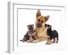 German Shepherd Dog Alsatian Bitch Lying with Her Two Puppies-Jane Burton-Framed Premium Photographic Print