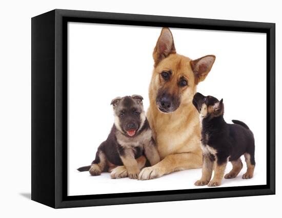 German Shepherd Dog Alsatian Bitch Lying with Her Two Puppies-Jane Burton-Framed Stretched Canvas