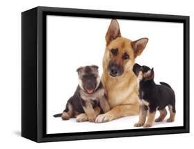 German Shepherd Dog Alsatian Bitch Lying with Her Two Puppies-Jane Burton-Framed Stretched Canvas