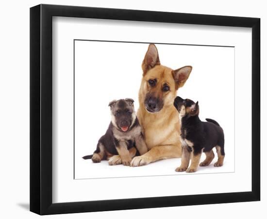 German Shepherd Dog Alsatian Bitch Lying with Her Two Puppies-Jane Burton-Framed Photographic Print