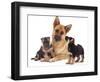 German Shepherd Dog Alsatian Bitch Lying with Her Two Puppies-Jane Burton-Framed Photographic Print