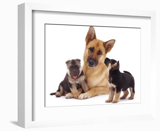 German Shepherd Dog Alsatian Bitch Lying with Her Two Puppies-Jane Burton-Framed Photographic Print