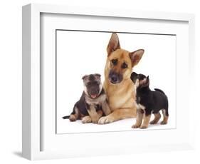 German Shepherd Dog Alsatian Bitch Lying with Her Two Puppies-Jane Burton-Framed Photographic Print