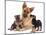 German Shepherd Dog Alsatian Bitch Lying with Her Two Puppies-Jane Burton-Mounted Photographic Print