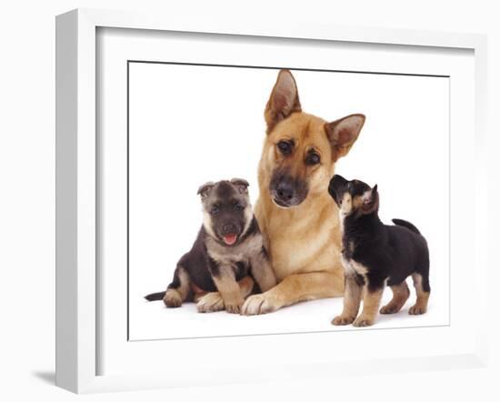 German Shepherd Dog Alsatian Bitch Lying with Her Two Puppies-Jane Burton-Framed Photographic Print