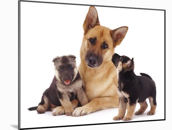 German Shepherd Dog Alsatian Bitch Lying with Her Two Puppies-Jane Burton-Mounted Photographic Print