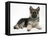 German Shepherd Dog (Alsatian) Bitch Puppy, Echo, Lying with Head Raised-Mark Taylor-Framed Stretched Canvas