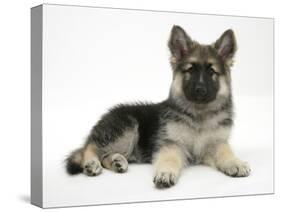 German Shepherd Dog (Alsatian) Bitch Puppy, Echo, Lying with Head Raised-Mark Taylor-Stretched Canvas