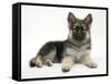 German Shepherd Dog (Alsatian) Bitch Puppy, Echo, Lying with Head Raised-Mark Taylor-Framed Stretched Canvas