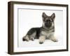 German Shepherd Dog (Alsatian) Bitch Puppy, Echo, Lying with Head Raised-Mark Taylor-Framed Photographic Print