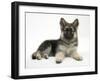 German Shepherd Dog (Alsatian) Bitch Puppy, Echo, Lying with Head Raised-Mark Taylor-Framed Photographic Print