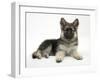 German Shepherd Dog (Alsatian) Bitch Puppy, Echo, Lying with Head Raised-Mark Taylor-Framed Photographic Print