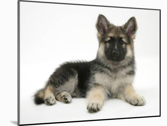 German Shepherd Dog (Alsatian) Bitch Puppy, Echo, Lying with Head Raised-Mark Taylor-Mounted Photographic Print