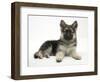 German Shepherd Dog (Alsatian) Bitch Puppy, Echo, Lying with Head Raised-Mark Taylor-Framed Photographic Print