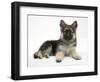 German Shepherd Dog (Alsatian) Bitch Puppy, Echo, Lying with Head Raised-Mark Taylor-Framed Photographic Print