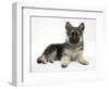 German Shepherd Dog (Alsatian) Bitch Puppy, Echo, Lying with Head Raised-Mark Taylor-Framed Photographic Print