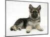 German Shepherd Dog (Alsatian) Bitch Puppy, Echo, Lying with Head Raised-Mark Taylor-Mounted Photographic Print