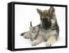 German Shepherd Dog (Alsatian) Bitch Puppy, Echo, with a Tabby Kitten-Mark Taylor-Framed Stretched Canvas