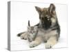 German Shepherd Dog (Alsatian) Bitch Puppy, Echo, with a Tabby Kitten-Mark Taylor-Stretched Canvas