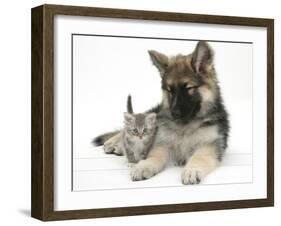 German Shepherd Dog (Alsatian) Bitch Puppy, Echo, with a Tabby Kitten-Mark Taylor-Framed Photographic Print