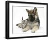 German Shepherd Dog (Alsatian) Bitch Puppy, Echo, with a Tabby Kitten-Mark Taylor-Framed Photographic Print