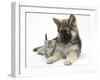 German Shepherd Dog (Alsatian) Bitch Puppy, Echo, with a Tabby Kitten-Mark Taylor-Framed Photographic Print