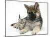 German Shepherd Dog (Alsatian) Bitch Puppy, Echo, with a Tabby Kitten-Mark Taylor-Mounted Photographic Print