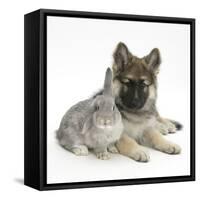 German Shepherd Dog (Alsatian) Bitch Puppy, Echo, with Grey Windmill-Eared Rabbit-Mark Taylor-Framed Stretched Canvas