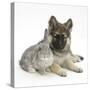 German Shepherd Dog (Alsatian) Bitch Puppy, Echo, with Grey Windmill-Eared Rabbit-Mark Taylor-Stretched Canvas