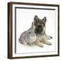 German Shepherd Dog (Alsatian) Bitch Puppy, Echo, with Grey Windmill-Eared Rabbit-Mark Taylor-Framed Photographic Print